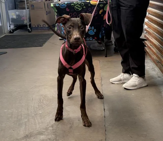 A young medium-sized female Mixed Breed dog named Hershey for adoption in Dallas, TX