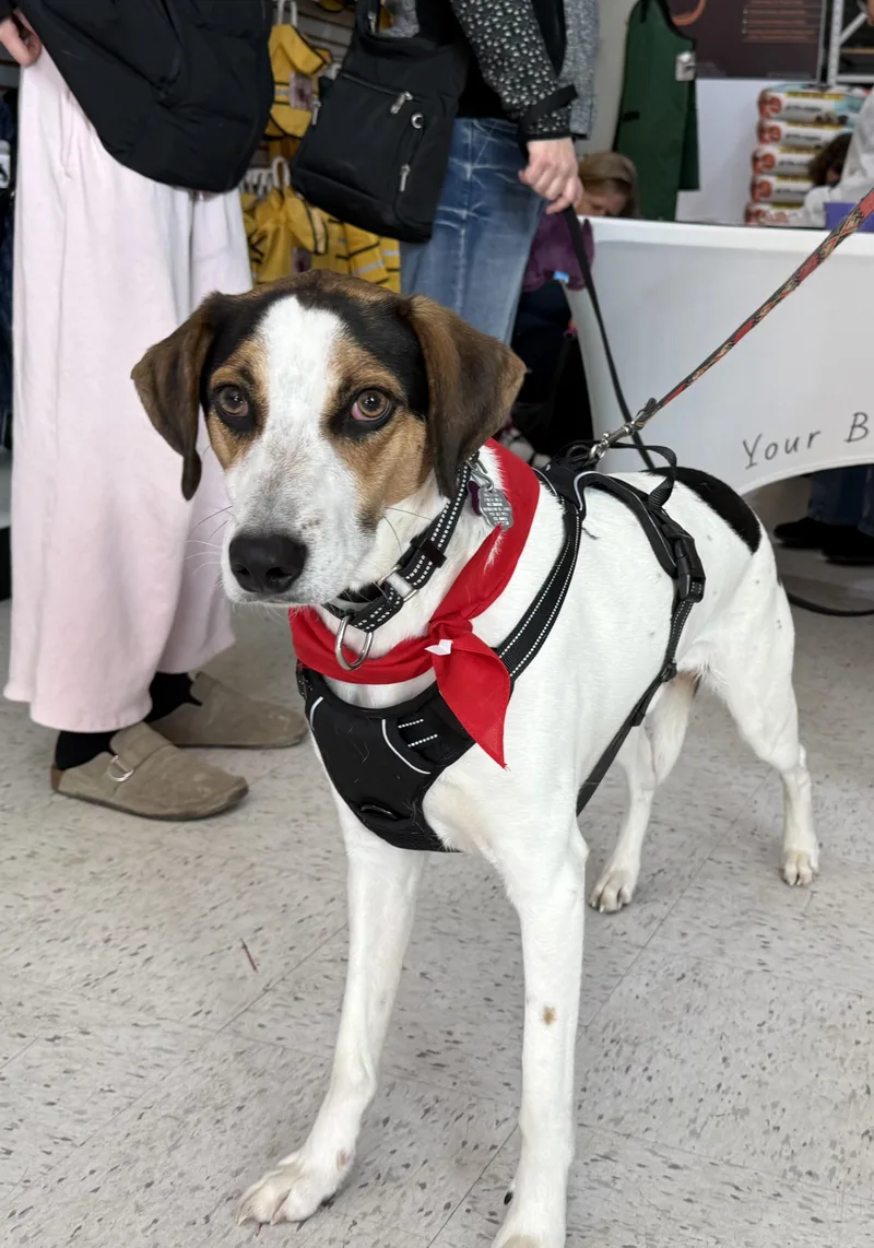 Kobe In Maine thumbnail 2