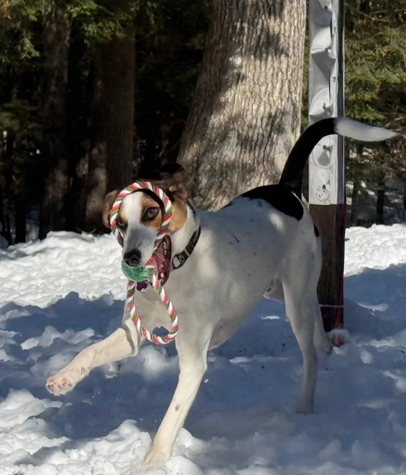 Kobe In Maine thumbnail 3