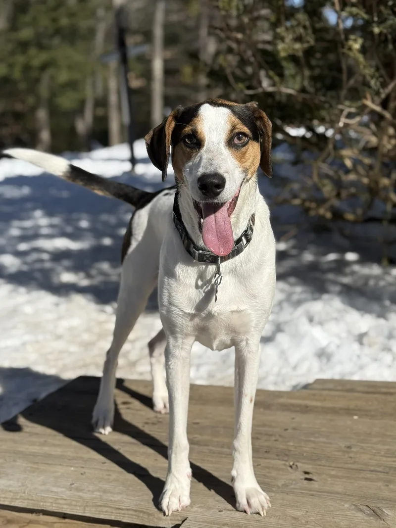 Kobe In Maine thumbnail 4