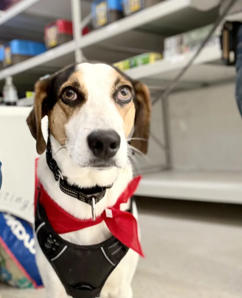 Kobe In Maine thumbnail 6