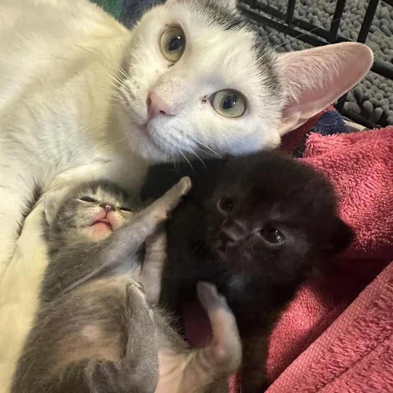 An adult medium-sized female White Domestic Short Hair cat named Honeycrisp for adoption in Grand Rapids, MN