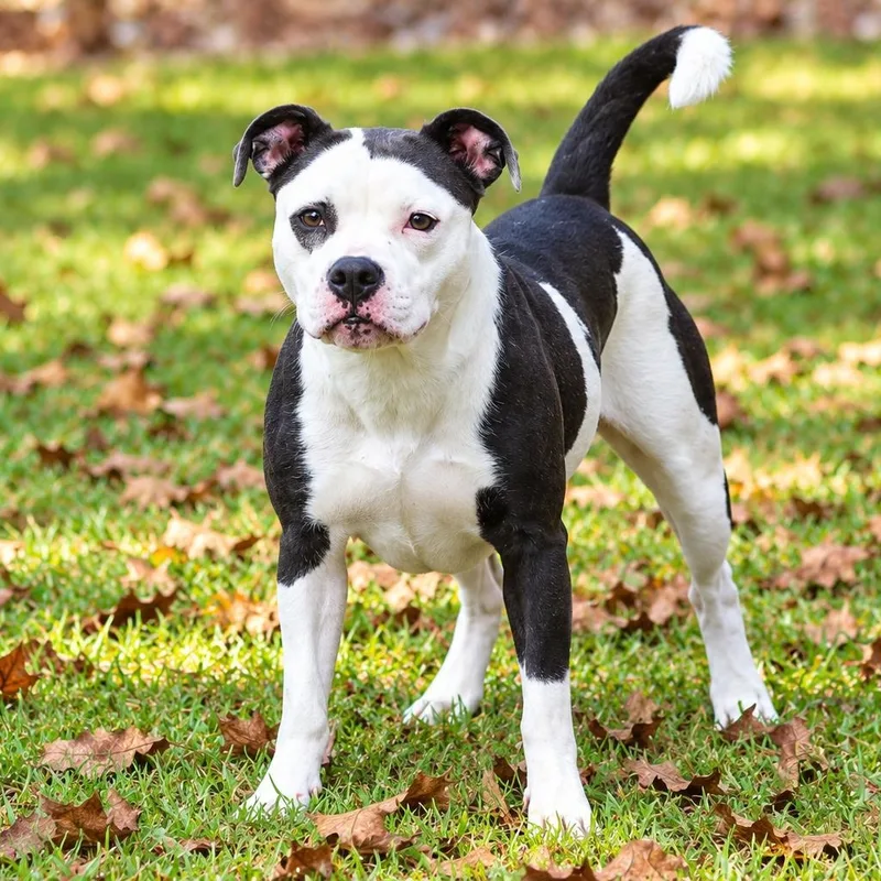 An adult medium-sized female White / Cream American Bully dog named Jazzy for adoption in Lucedale, MS
