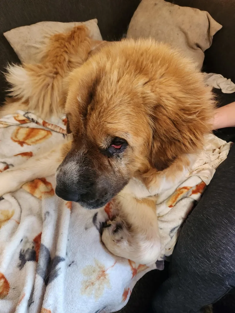 An adult extra large-sized male Tricolor (Brown, Black, & White) Saint Bernard dog named Oso for adoption in Hindsboro, IL