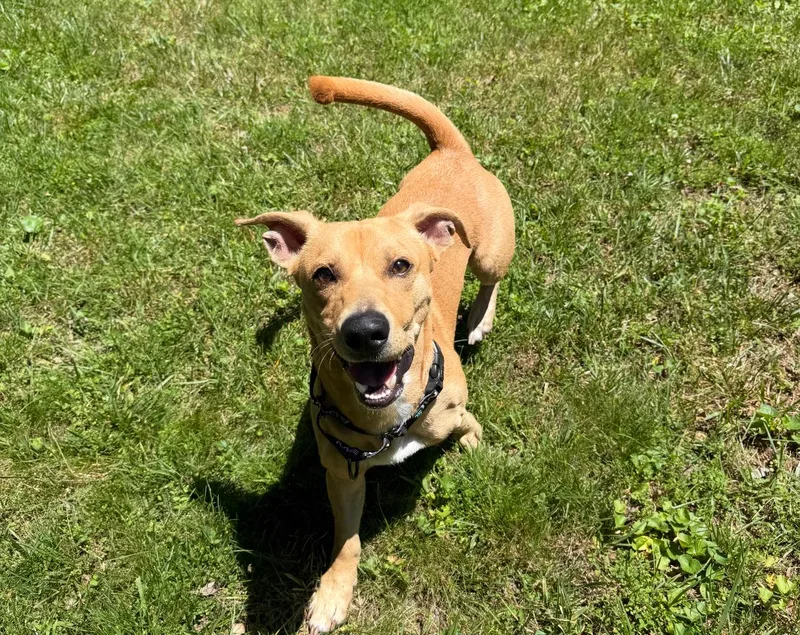 A young small-sized male Yellow / Tan / Blond / Fawn Mixed Breed dog named Albert for adoption in Columbia, MD