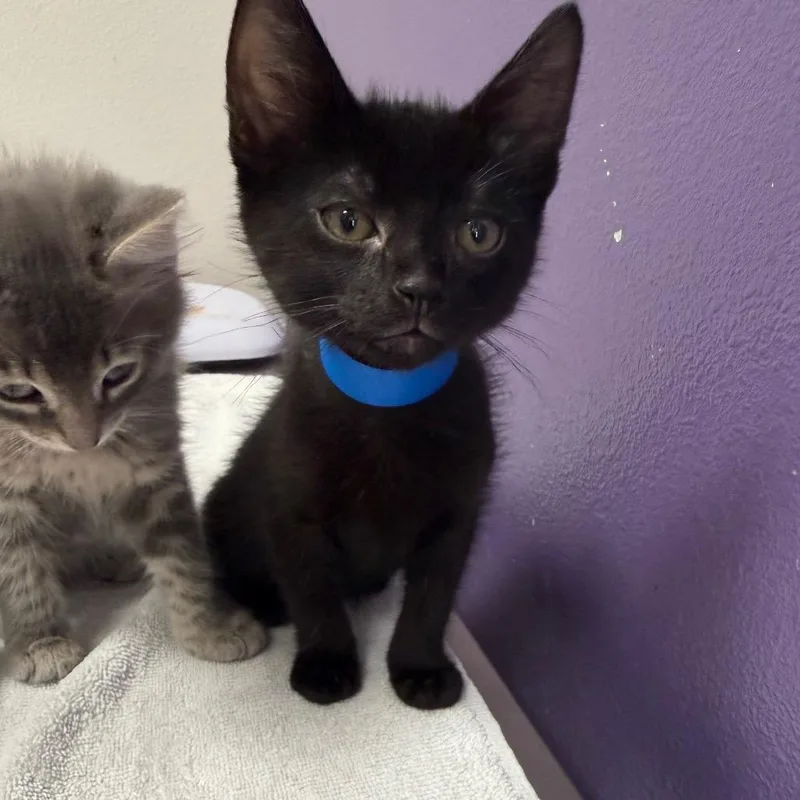 A baby small-sized male Black Domestic Short Hair cat named Devin for adoption in Englewood, FL