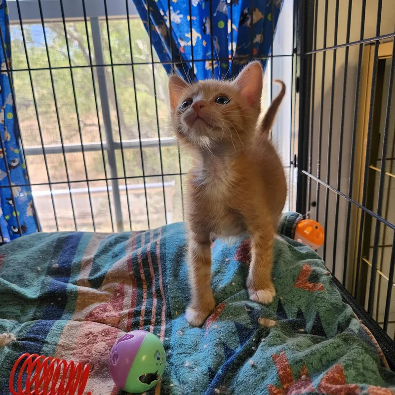 A baby medium-sized male Orange / Red Domestic Short Hair cat named Rusty for adoption in Yarnell, AZ
