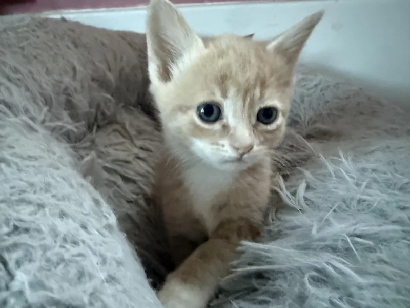 A baby small-sized male Domestic Short Hair cat named Beignets for adoption in Bethel Park, PA