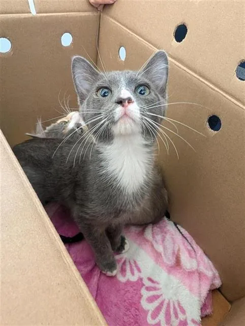 A baby small-sized female Domestic Short Hair cat named Snoopy for adoption in Sacramento, CA