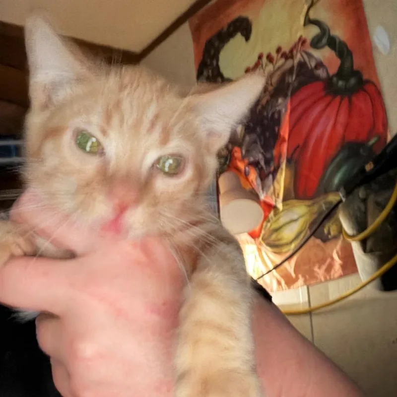 A baby small-sized male American Shorthair cat named Barry for adoption in mount vernon, AR