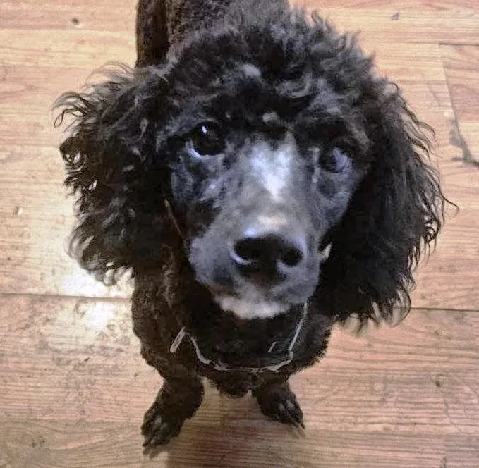 An adult medium-sized male Poodle dog named Pistol for adoption in Lansing, MI