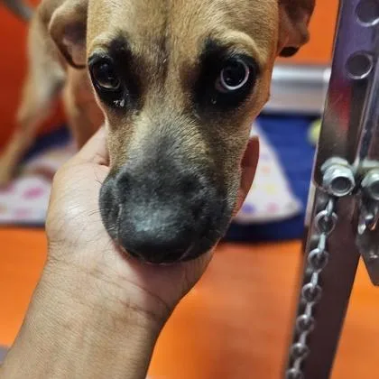 A young large-sized female Mixed Breed dog named Brisa for adoption in Kansas City, MO