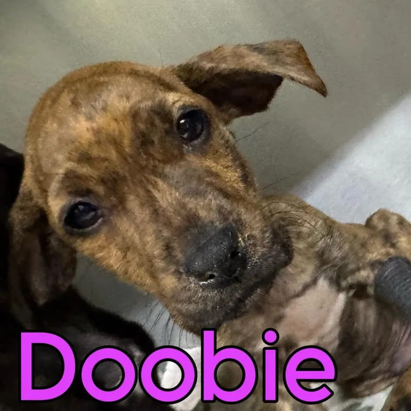 A baby small-sized male Brindle Mixed Breed dog named Doobie for adoption in Franklin, NC