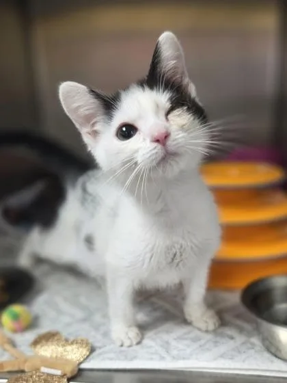 A baby small-sized male Domestic Short Hair cat named I Spy for adoption in Westland, MI