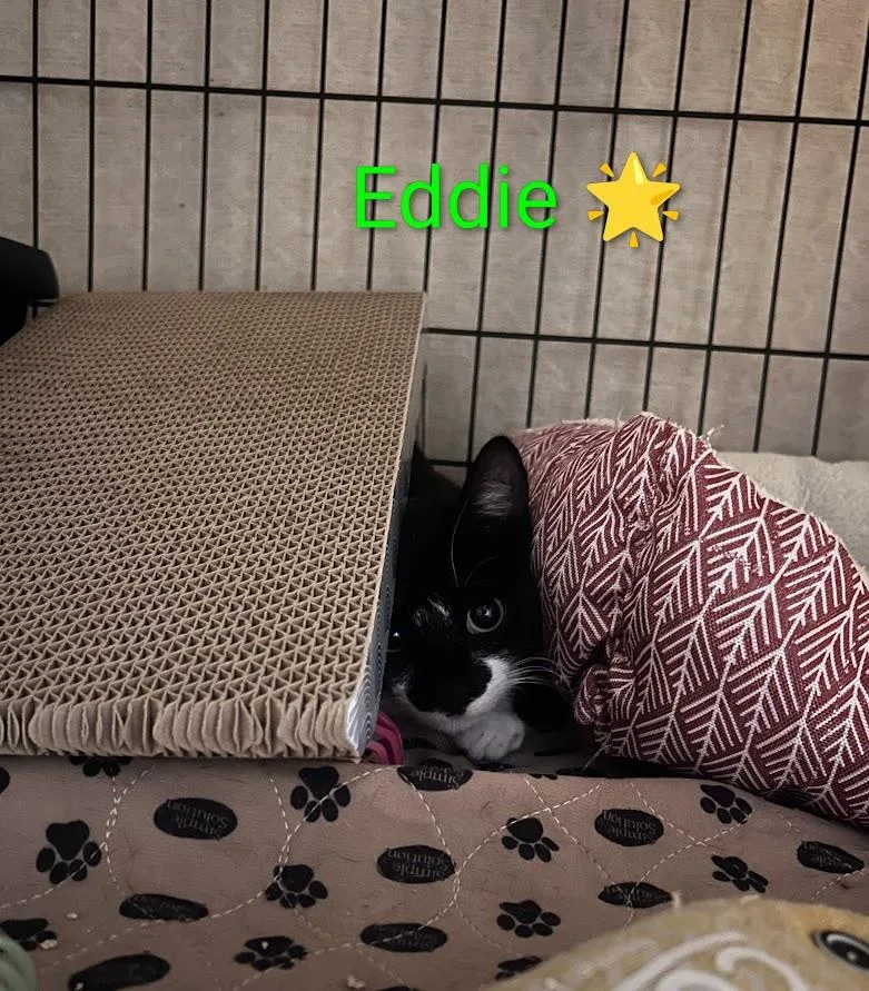 A young medium-sized male Black & White / Tuxedo Domestic Short Hair cat named Eddie🐅 for adoption in Walla Walla, WA