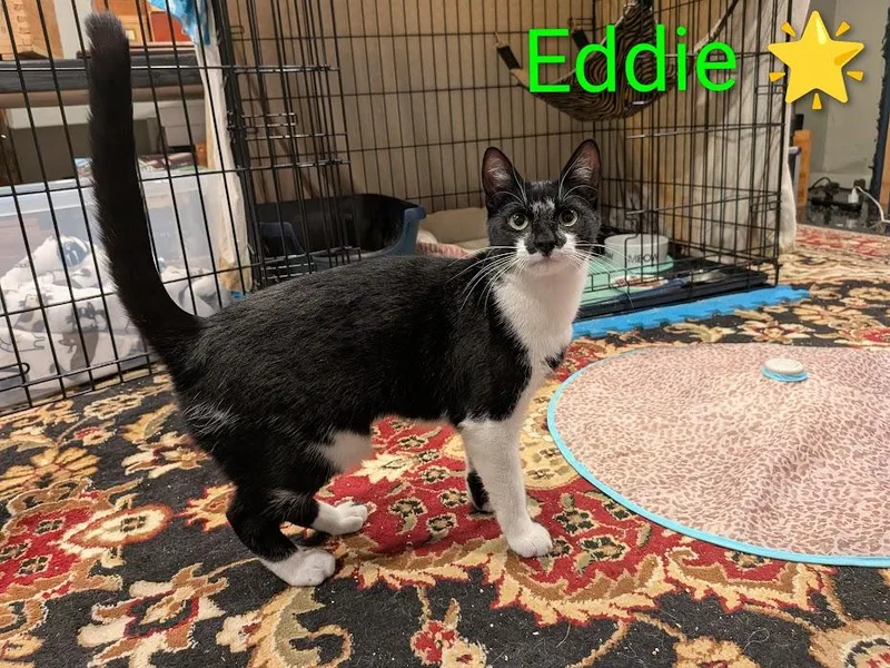 Eddie🐅 thumbnail 3