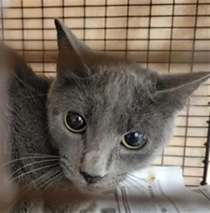 An adult medium-sized female Domestic Short Hair cat named Molly for adoption in Van Nuys, CA