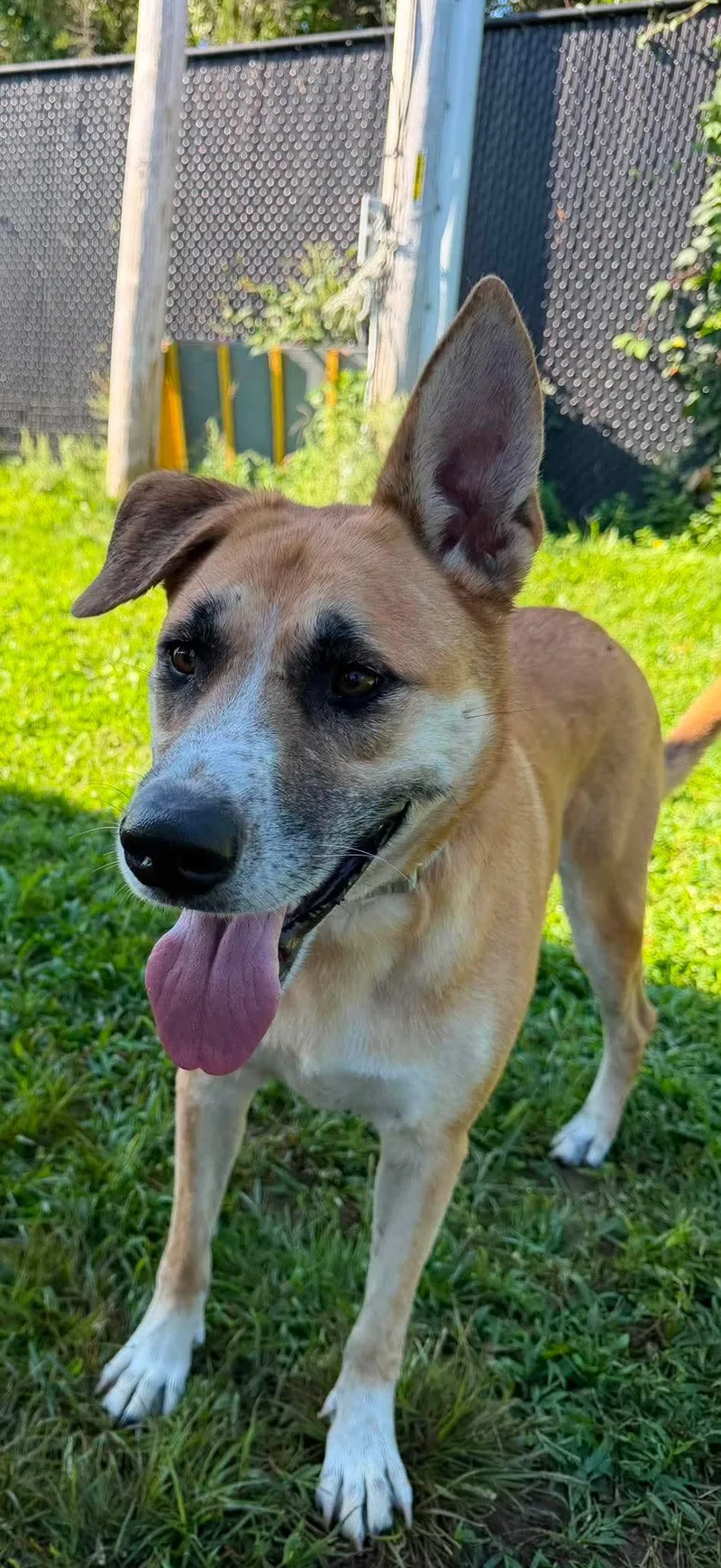 An adult large-sized female Shepherd dog named Rin for adoption in Southold, NY