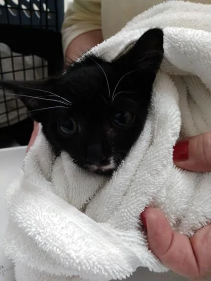 A baby small-sized male Domestic Short Hair cat named Stache for adoption in Palm Coast, FL