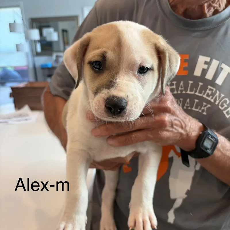 Alex