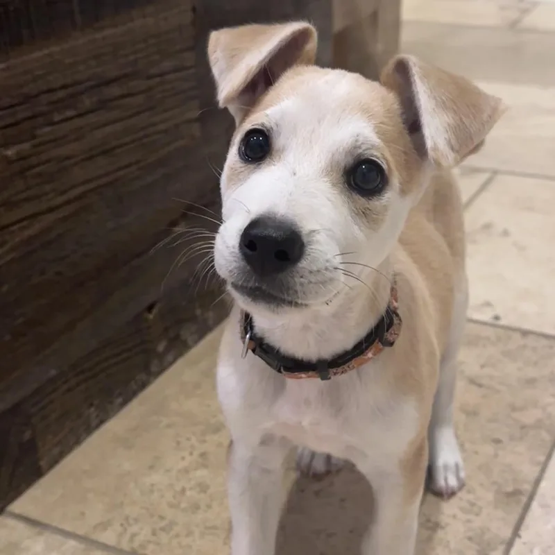 A baby medium-sized male Yellow / Tan / Blond / Fawn Mixed Breed dog named Taquito for adoption in San Antonio, TX