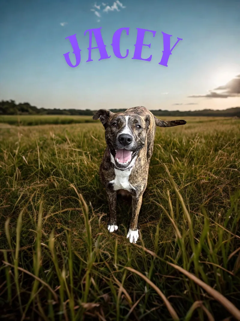 Jacey