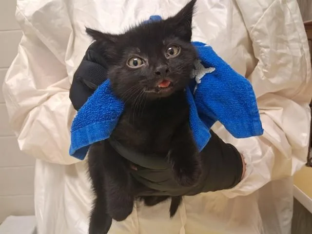 A baby small-sized male Domestic Short Hair cat named Flynn for adoption in Colorado Springs, CO