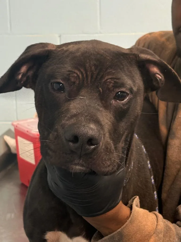 A young medium-sized male Mixed Breed dog named Rainbow for adoption in Effingham, SC