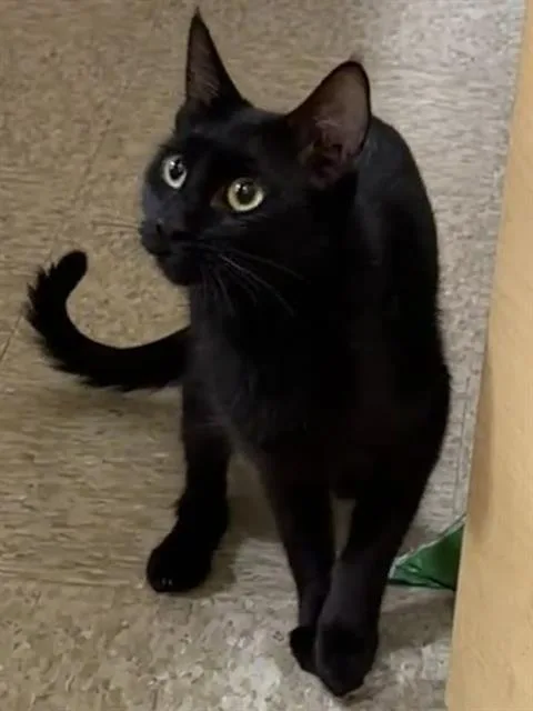 A young small-sized female Domestic Short Hair cat named Candy for adoption in Camarillo, CA