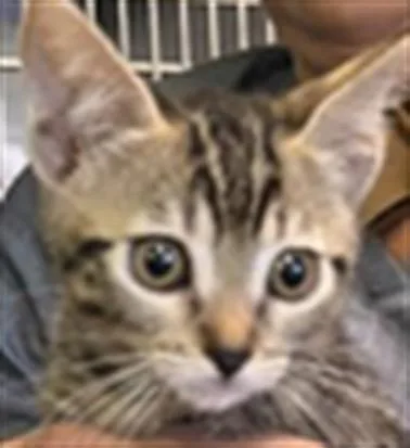 A baby small-sized male Domestic Short Hair cat named Coco for adoption in Los Angeles, CA