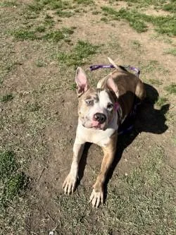 An adult medium-sized female Mixed Breed dog named Van for adoption in West Chester, PA