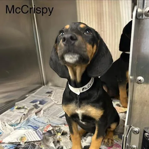 McCrispy