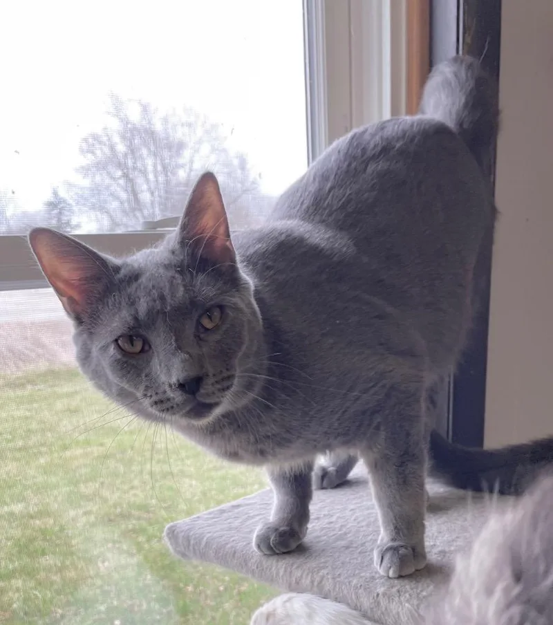 Platinum thumbnail 2