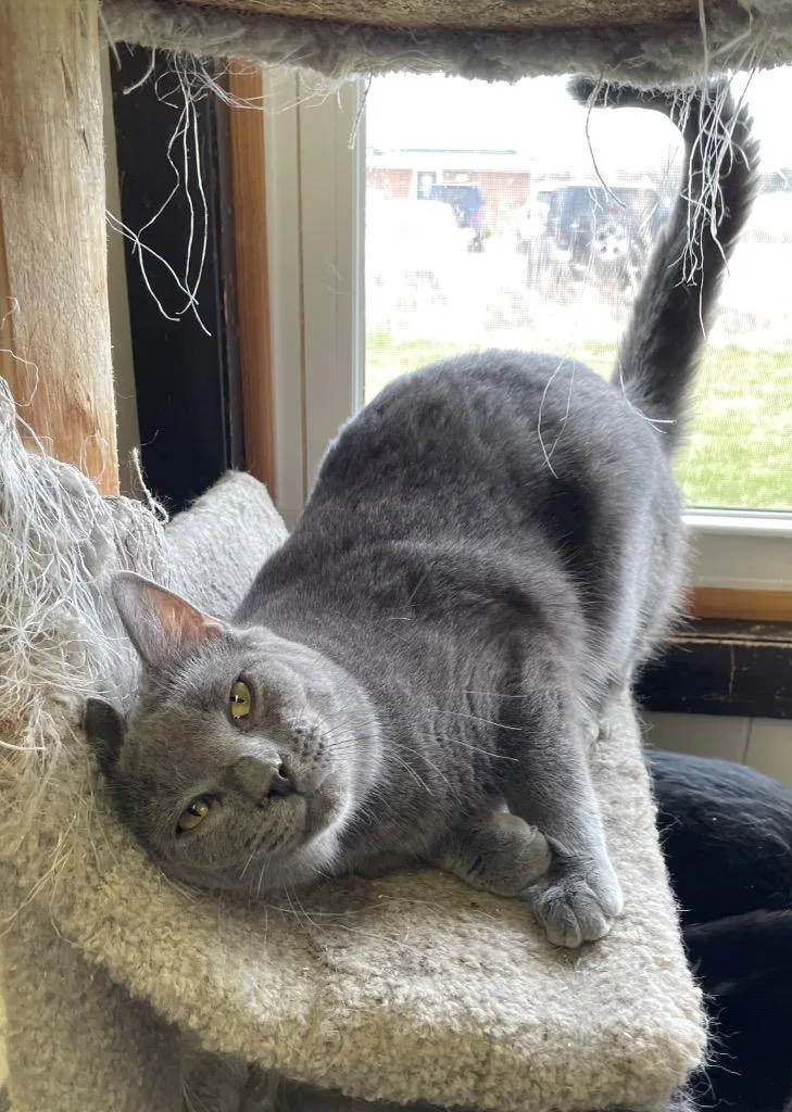 Platinum thumbnail 3