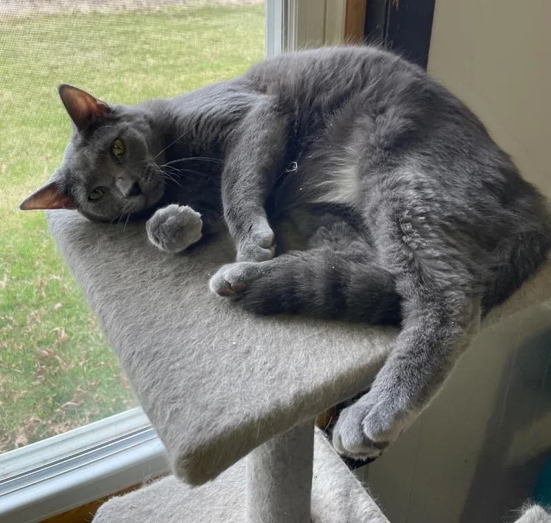 Platinum thumbnail 4