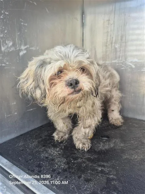 A young small-sized male Shih Tzu dog named Boaz for adoption in San Antonio, TX