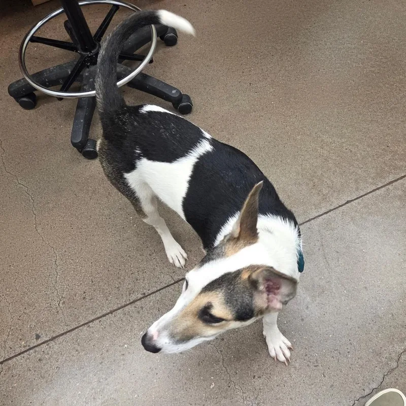 A young medium-sized female White / Cream Collie dog named Lilliana for adoption in Chattanooga, TN