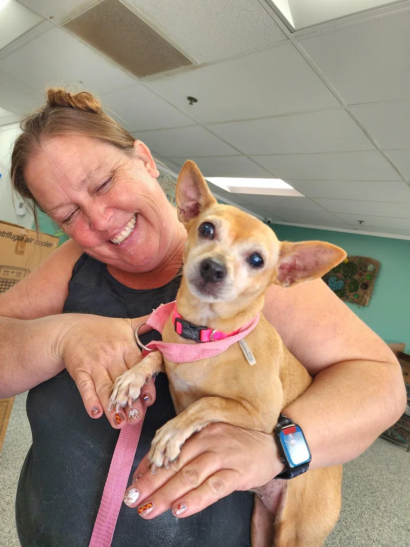 A senior small-sized female Yellow / Tan / Blond / Fawn Chihuahua dog named Honey for adoption in El Cajon, CA