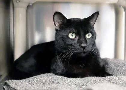 Coffee Bean thumbnail 2