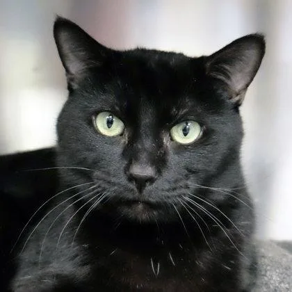 Coffee Bean thumbnail 3