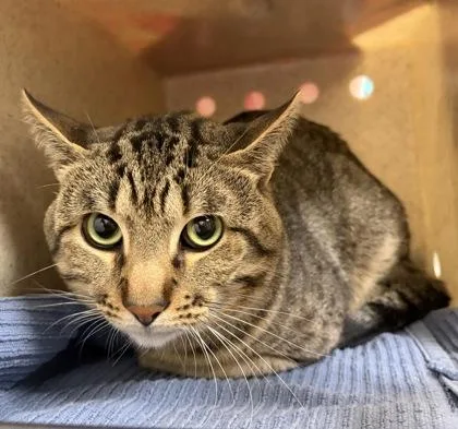 An adult medium-sized male Domestic Short Hair cat named Sushi for adoption in Fairfax, VA