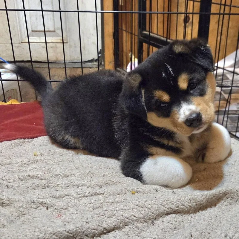 A baby small-sized male Australian Shepherd dog named Little Gizmo for adoption in Kittanning, PA