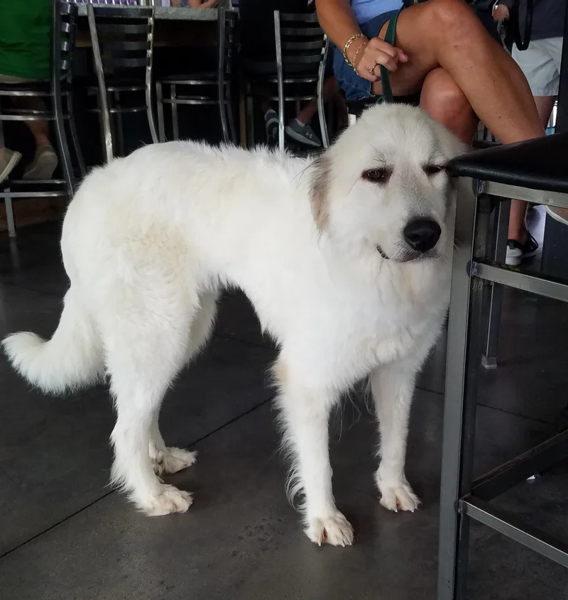A young large-sized female Great Pyrenees dog named Dakota for adoption in Wilmington, NC