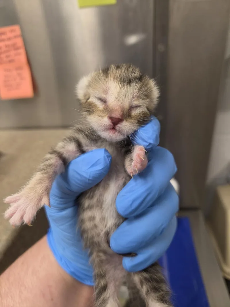 A baby small-sized female Domestic Short Hair cat named Pickles for adoption in Hagerstown, MD