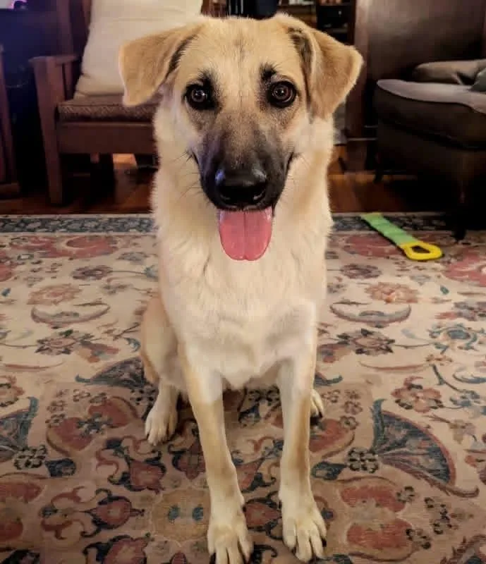 An adult large-sized female White / Cream Anatolian Shepherd dog named Sable for adoption in Irwin, PA