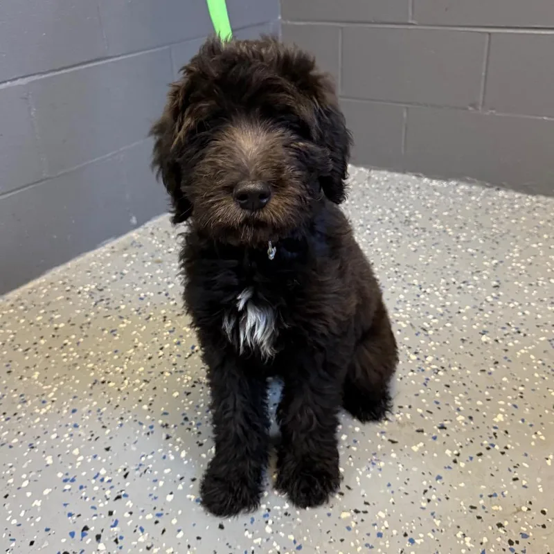 Tuscstray thumbnail 2