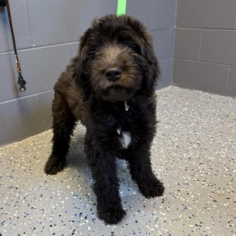 Tuscstray thumbnail 3