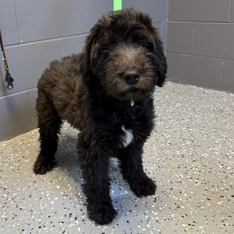 Tuscstray thumbnail 4