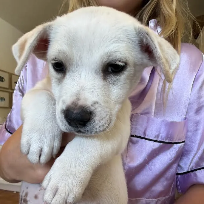 A baby medium-sized male White / Cream Mixed Breed dog named Chip for adoption in Frederiksted, VI