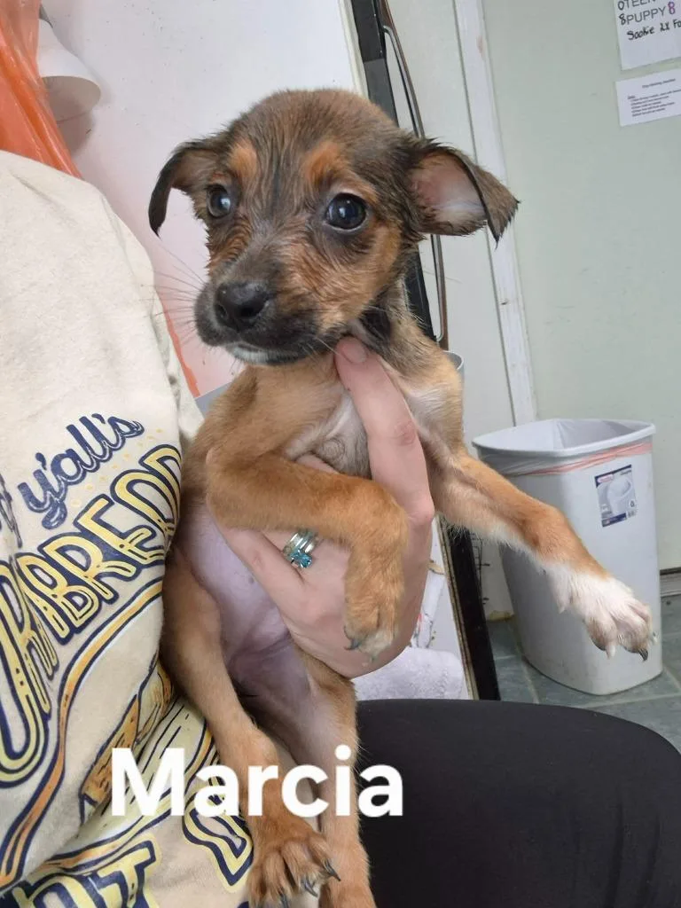 Marcia